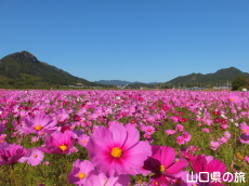 �H��񓇂̃R�X���X��