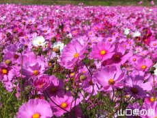 �H��񓇂̃R�X���X��