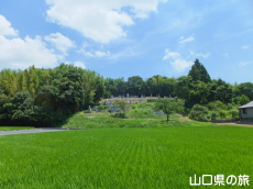 ���h���̕�n