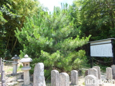 ���P�l��