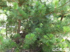 ���P�l��