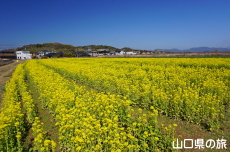 ���̉w����炠�����̍؂̉Ԕ�