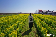 ���̉w����炠�����̍؂̉Ԕ�