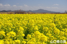 ���̉w����炠�����̍؂̉Ԕ�