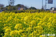 ���̉w����炠�����̍؂̉Ԕ�