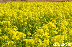 ���̉w����炠�����̍؂̉Ԕ�