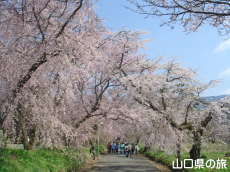 ���������{�̂������