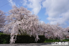 ���������{�̎}����2018