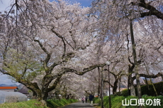 ���������{�̂������