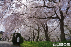 ���������{�̎}����2018