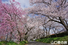 ���������{�̎}����2018