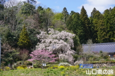 �Ɋy���̎}����