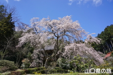 �Ɋy���̎}����