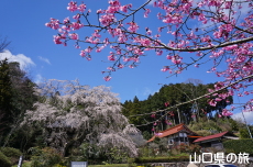 �Ɋy���̎}����