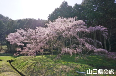 �̉Ƃ̎}����