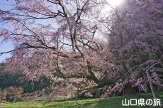 �̉Ƃ̂������