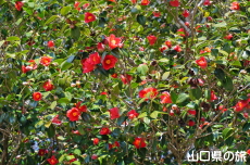 �ЎR�V�_�̒�