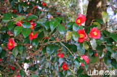 �ЎR�V�_�̒�