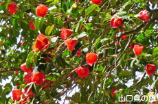 �ЎR�V�_�̒�