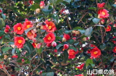 �ЎR�V�_�̒�