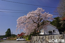 �ЎR�V�_�̂������