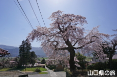 �ЎR�V�_�̂������