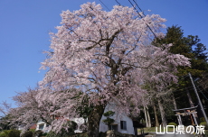 �ЎR�V�_�̂������