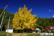 ���_�Ђ̃C�`���E