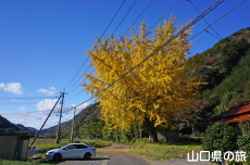 ���_�Ђ̃C�`���E