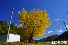 ���_�Ђ̃C�`���E