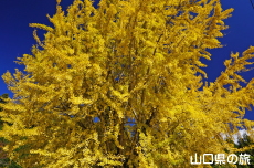 ���_�Ђ̃C�`���E