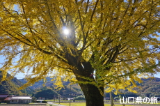 ���_�Ђ̃C�`���E