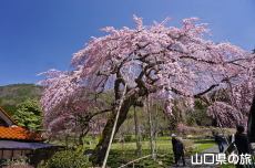 �_�p�̂������