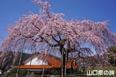 �_�p�̂������