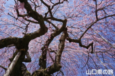 �_�p�̂������