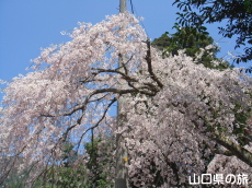 �_�p�����{�̎}����