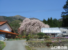 �_�p�̂������