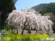 �_�p�̎}����