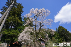 �ÔN�����{�̎}����