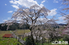 �ÔN�����{�̎}����