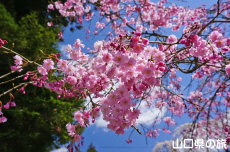 �ÔN�����{�̎}����