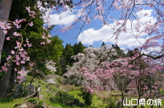 �ÔN�����{�̎}����