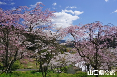 �ÔN�����{�̎}����