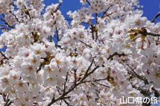 �ÔN�����{�̃\���C���V�m