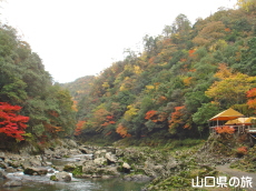 ���勬�̍g�t