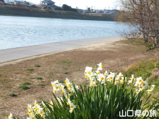 橋本川の水仙