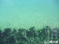 美萩海浜公園の透明度
