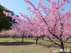 道の駅萩しーまーとの河津桜