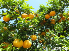 かんきつ公園の夏みかん