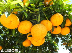 かんきつ公園の夏みかん